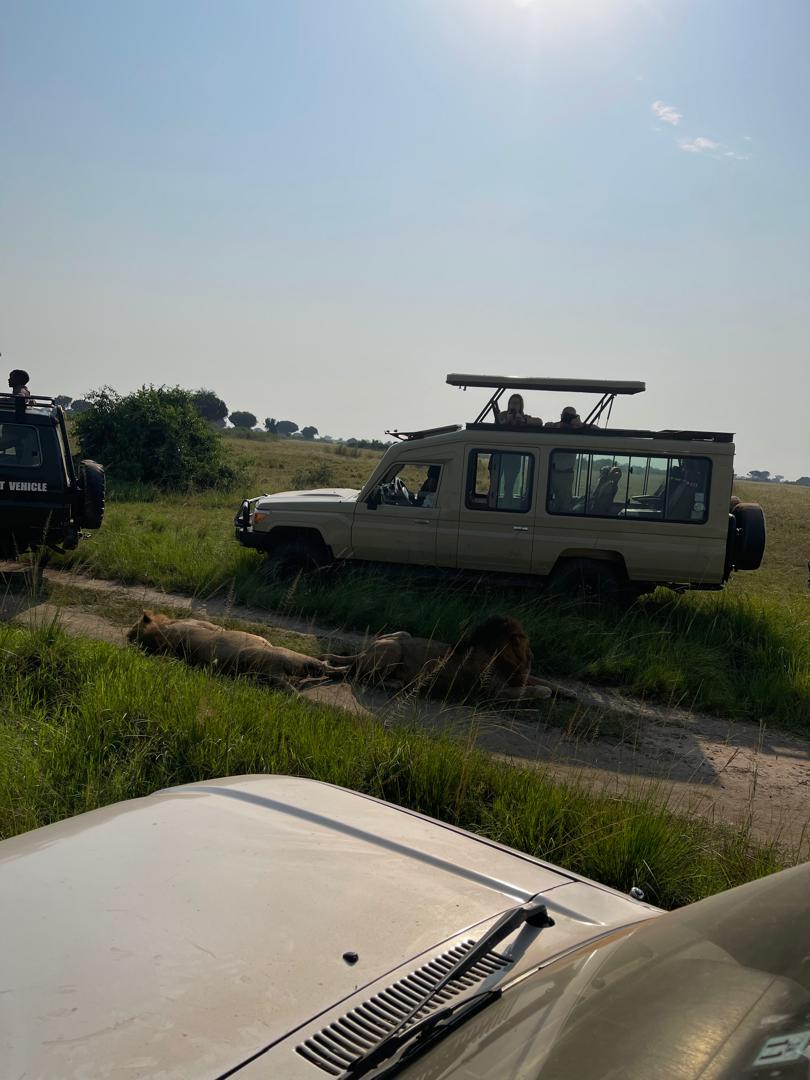 landcruiser queen