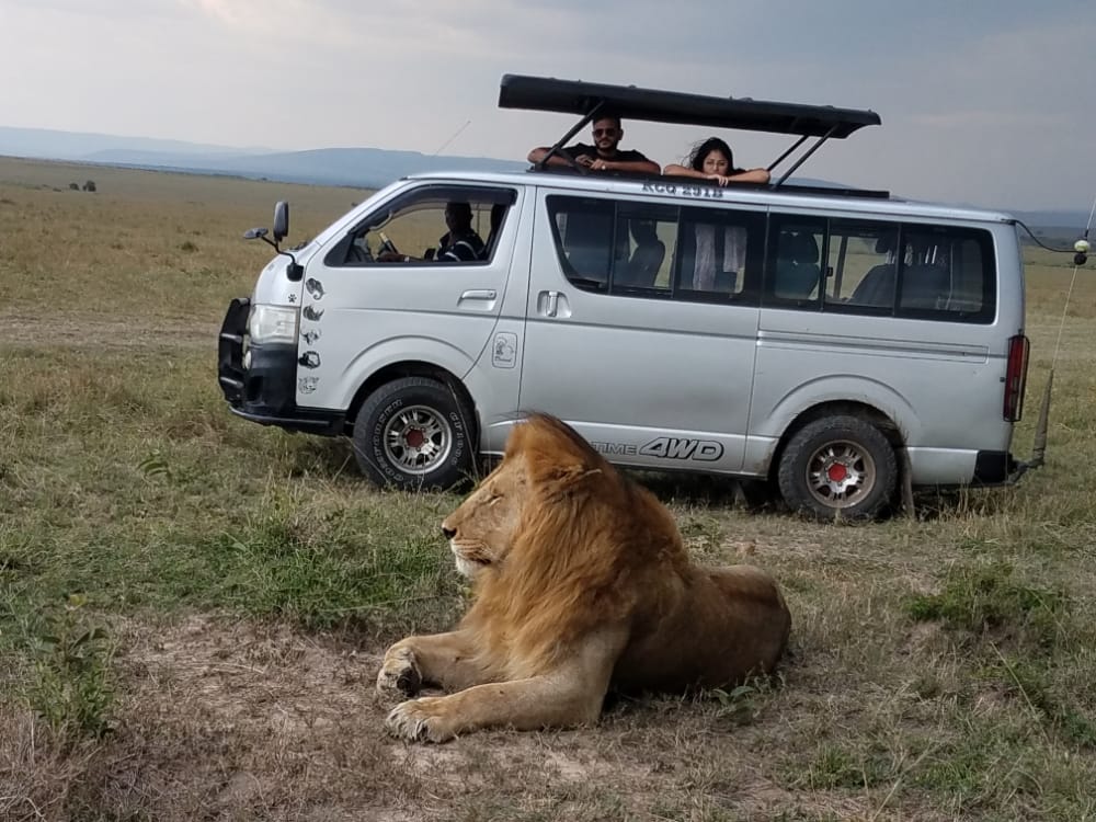lion game drive
