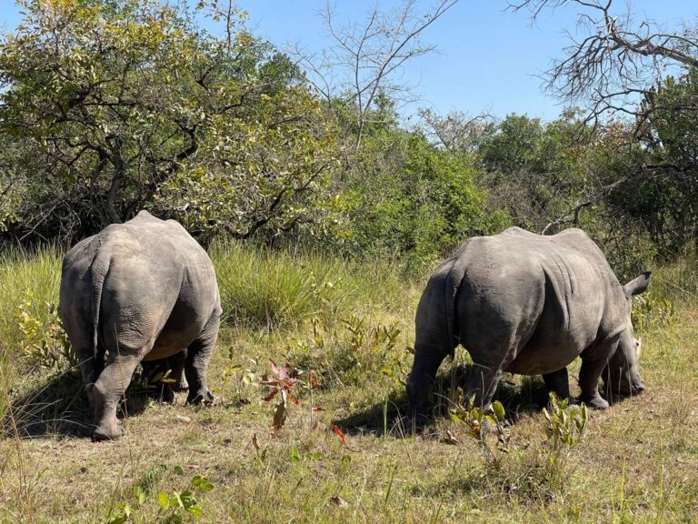 Rhinos