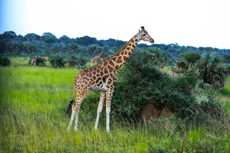 GIRAFF MURCH