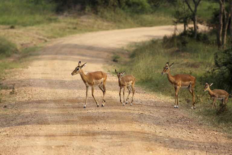 IMPALA MBURO