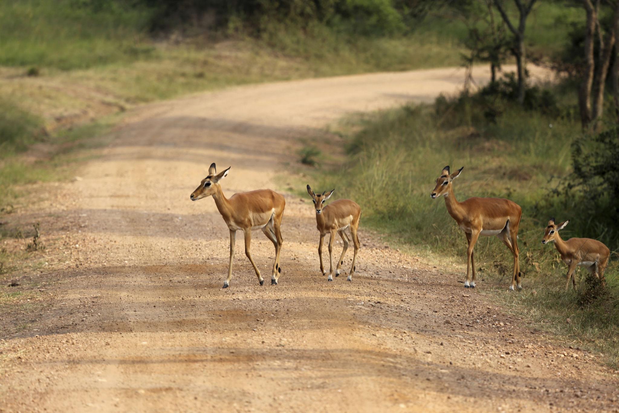 IMPALA MBURO