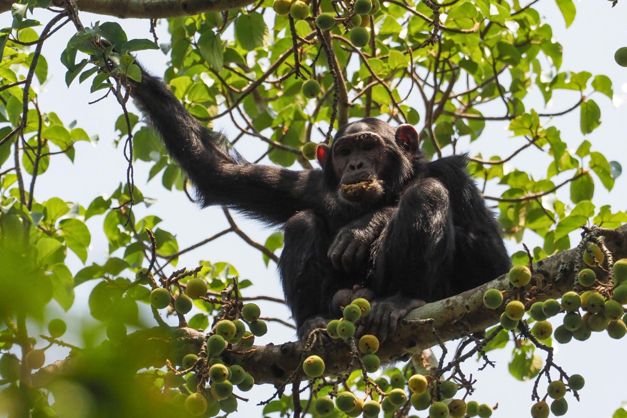 chimps 4