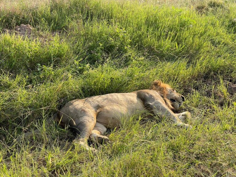 lion sleeping