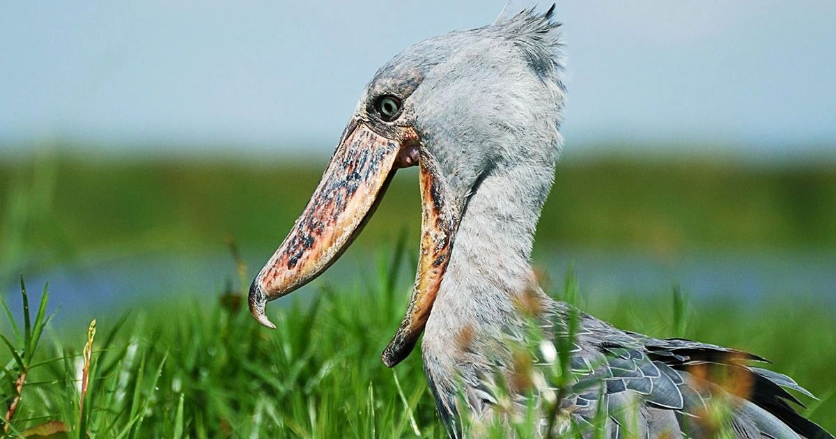 SHOEBILL