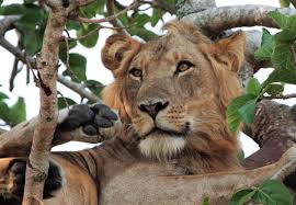 tree climbing lions 3