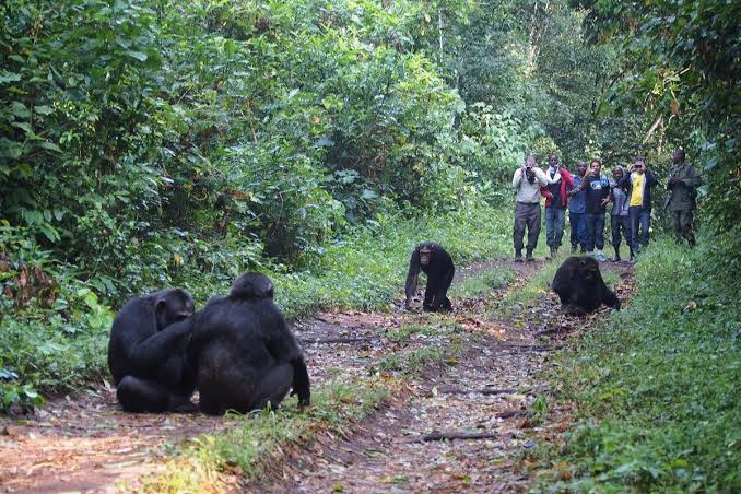 Tourists chimpanzee trekking in Kibale Forest National Park Uganda