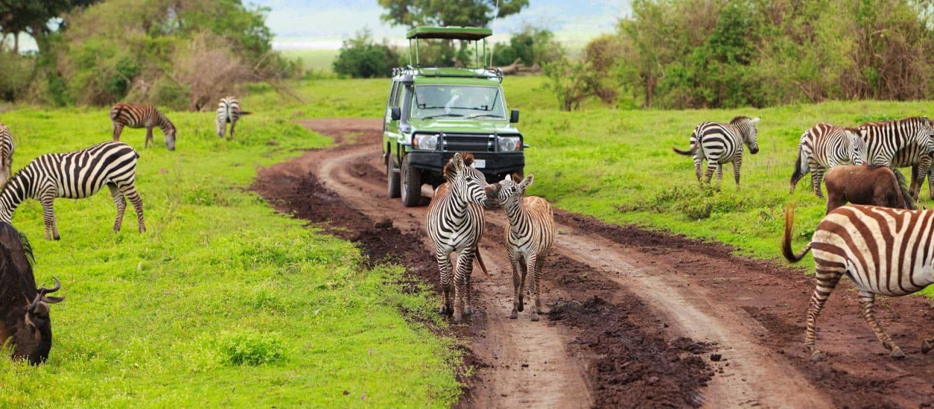 safari game drive zebras