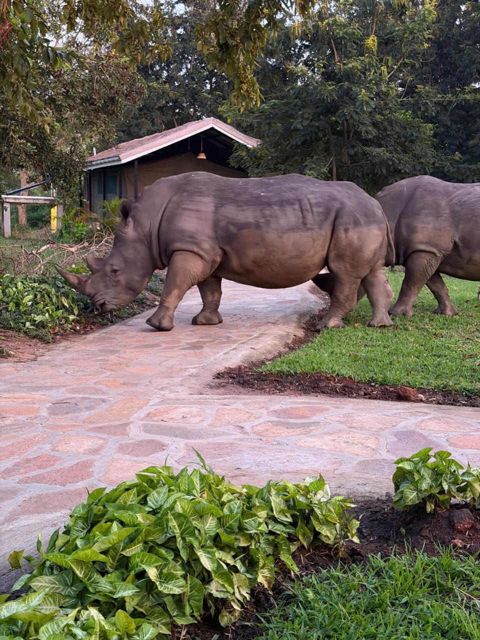zhiwa rhhinos