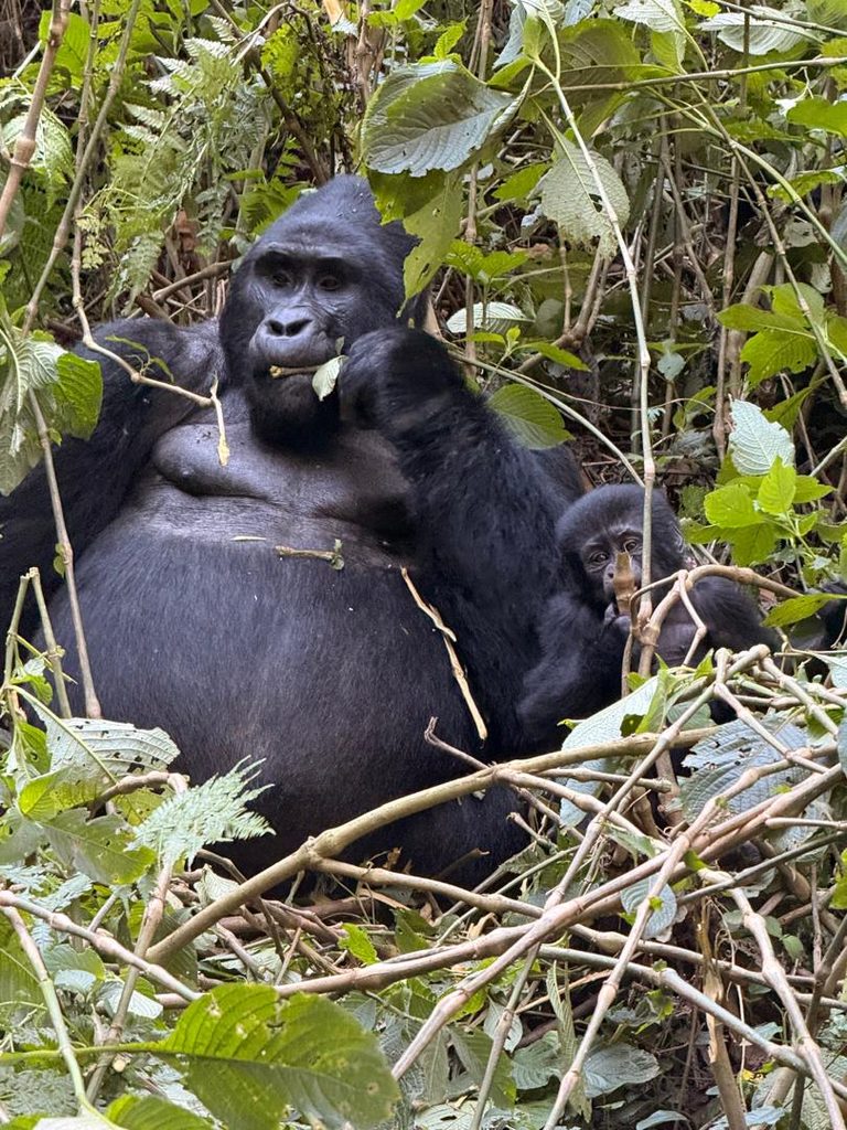 SILVERBACK GORRILA