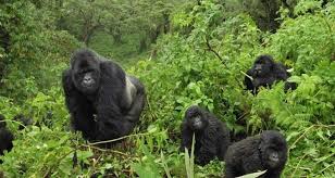 BWINDI IMPENETRABLE PARK
