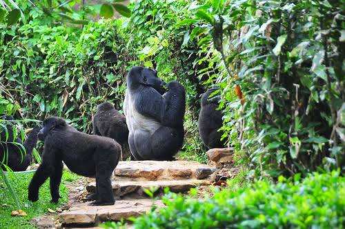 rwanda GORILLA