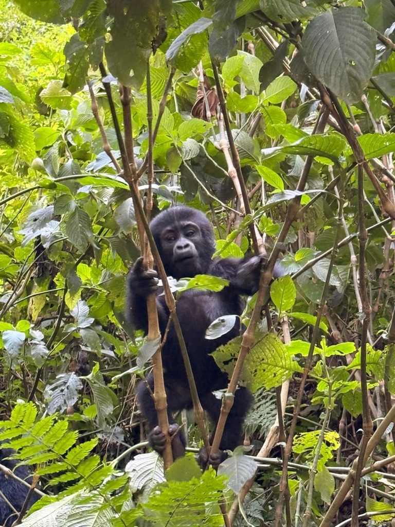 YOUNG GORILLA