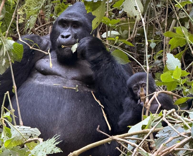 gorrila in Rushaga